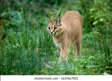 Caracal, Caracal Caracal  On Grass