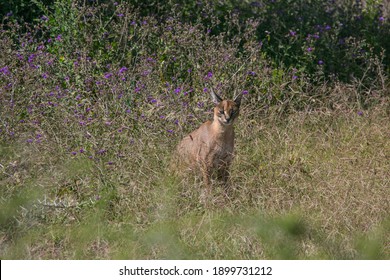 Caracal Waiting For The Hunt In The Savannah.