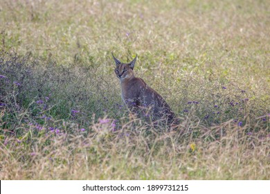 Caracal Waiting For The Hunt In The Savannah.