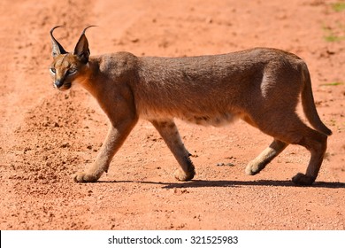 Caracal Walking