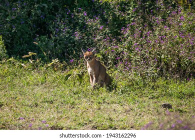 Caracal Watching For The Hunt In Ngorongoro Crater Of Tanzania, East Africa.