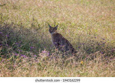 Caracal Watching For The Hunt In Ngorongoro Crater Of Tanzania, East Africa.