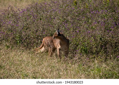 Caracal Watching For The Hunt In Ngorongoro Crater Of Tanzania, East Africa.