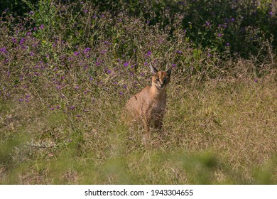 Caracal Watching For The Hunt In Ngorongoro Crater Of Tanzania, East Africa.