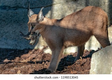 Caracal Wild Cat Close Up Portrait Hunting A Bird