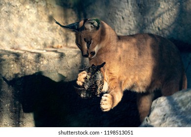 Caracal Wild Cat Close Up Portrait Hunting A Bird