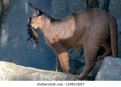 Caracal Wild Cat Close Up Portrait Hunting A Bird