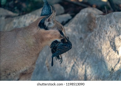 Caracal Wild Cat Close Up Portrait Hunting A Bird