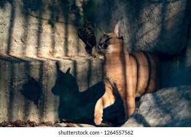 Caracal Wild Cat Close Up Portrait Hunting A Bird