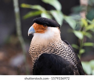 Caracara Bird Head Closeup Profile View Stock Photo 1579336972 ...