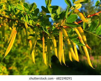 Caragana Arborescens Called Siberian Peashrub