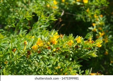 Caragana Arborescens Siberian Peashrub Shrub