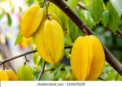 carambola photos 23 204 stock image results shutterstock carambola