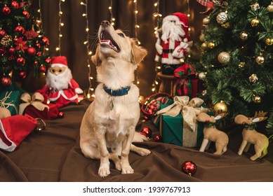 caramel dog posing in christmas setting