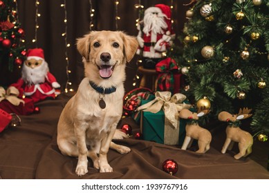 caramel dog posing in christmas setting