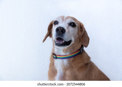 Caramel Mutt Female  Dog With Rainbow Collar With Happy Look And Smiling For Photo On White Background