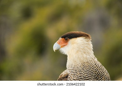 Carancho, Is A Species Of Falconiform Bird Of The Falconidae Family