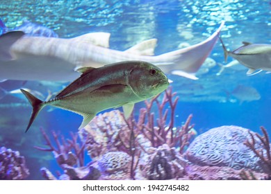 Caranx Ignobilis Or Giant Trevally, Also Known As Lowly Trevally Is A Large Marine Fish  Distributed Throughout Tropical Waters Of Indo Pacific Region.