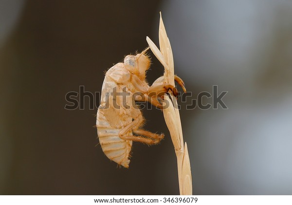 Carapace Cicada Molting After Holding On Stock Photo Edit Now 346396079