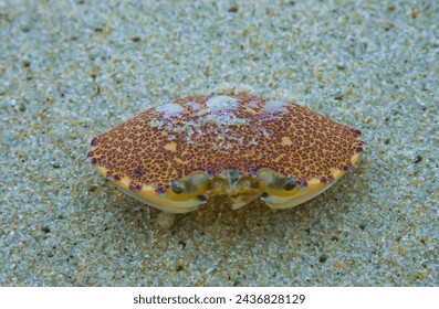 Carapace of a crab on the sand after a strong wind on the ocean shore in New Jersey, USA