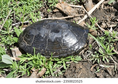 Carapace of European Pond Turtle
(Emys orbicularis) - Shutterstock ID 2350023525