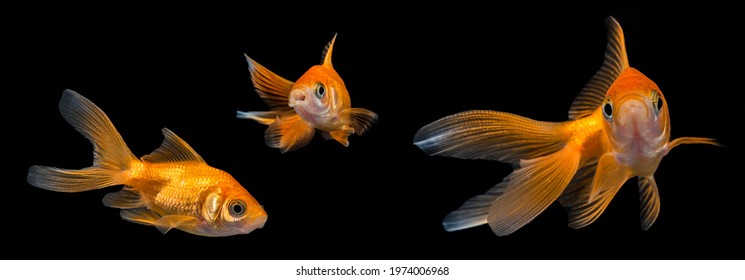 Carassius auratus auratus  - gold fish -  aquarium fish on black background
