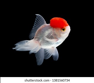 black red cap goldfish
