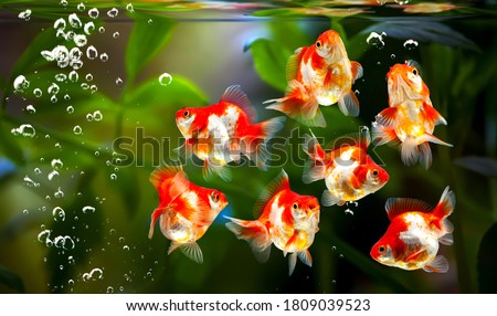 Carassius auratus,goldfish on nature background with 
