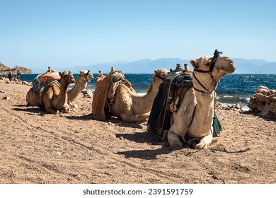 A caravan of camels rests in the desert against the backdrop of the red sea and high mountains. Egypt