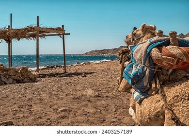 A caravan of camels rests in the desert against the backdrop of the red sea and high mountains.