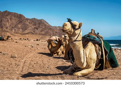 A caravan of camels rests in the desert against the backdrop of the red sea and high mountains. Egypt