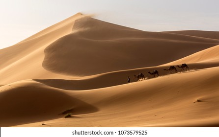 Caravan of camels in the Sahara desert during desert storm, Morocco