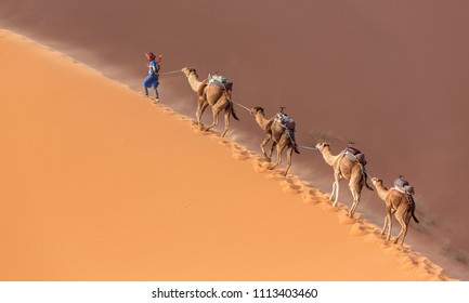 Caravan Of Camels In The Sahara Desert During Desert Storm, Morocco