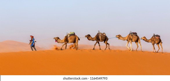 Caravan Of Camels In The Sahara Desert During Desert Storm, Morocco