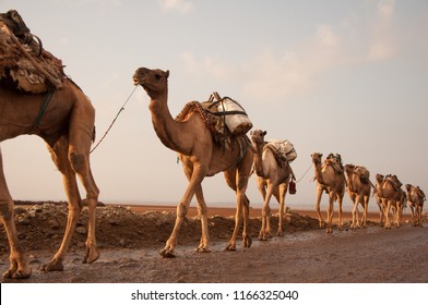 Working Camel Images Stock Photos Vectors Shutterstock