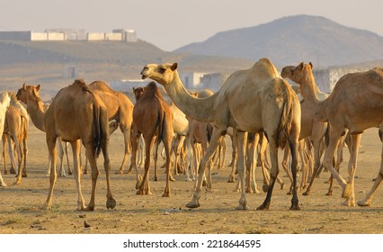  Caravan Of Camels Walking Across Desert