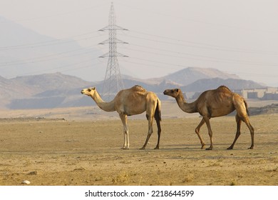  Caravan Of Camels Walking Across Desert