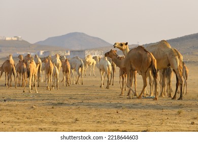  Caravan Of Camels Walking Across Desert