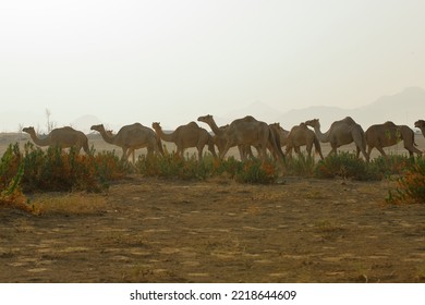  Caravan Of Camels Walking Across Desert