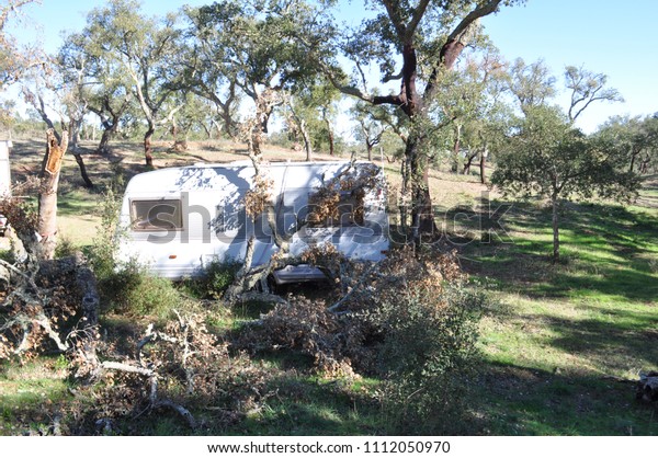 caravan cars in the
forest