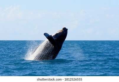 caravelas, bahia / brazil - august 1, 2010: fins of junbarte whales are seen during a tour to spot animals in the city of caravelas. - Shutterstock ID 1812526555