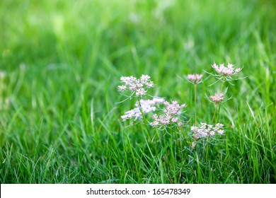 Caraway Is A Biennial Plant In The Family Apiaceae