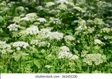 Caraway - A Biennial Plant Of The Family Umbelliferae In Summer
