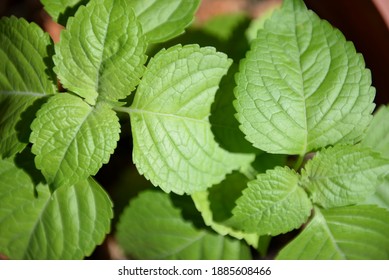 Caraway Leaves On The Ground