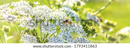 Caraway or meridian fennel plant or Persian cumin or Carum carvi bloom. Nature background with Wasps on white caraway flower. White flowering plant, close up banner