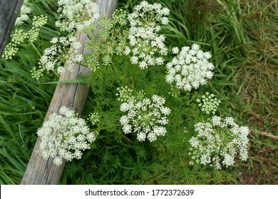 Caraway Plant (Carum Carvi) In Full Bloom On Mountain Trail.