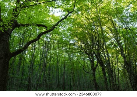 Carbon net zero or carbon neutral concept photo. Lush forest view from inside.