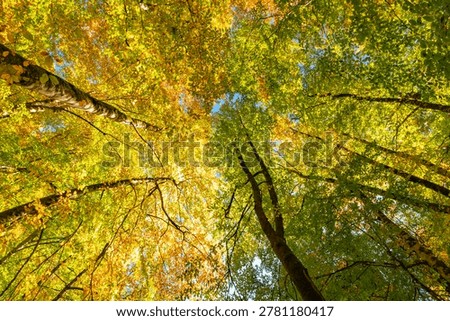 Carbon net zero target. Looking up at fall forest canopy at daytime