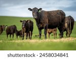 Carbon neutral cattle farming in a free range field on a farm in Australia  beautiful cattle in Australia eating grass, grazing on pasture. Herd of cows free range beef being regenerative raised