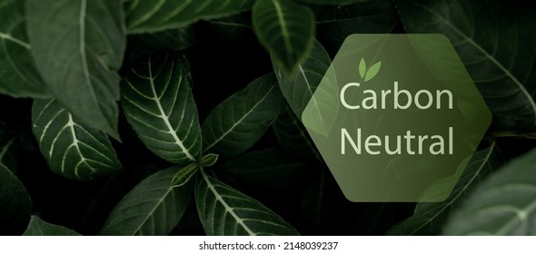 Carbon Neutral Concept. CO2 Neutral In Hexagon Logo On Green Leaves. Environment Day And Earth Day Background. Eco Friendly. Ecology Environment And Conservation. Carbon Neutral Horizontal Web Banner.